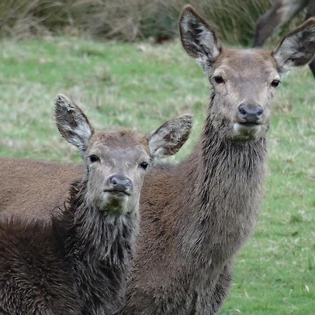 Exmoor Bnb In Withypool On Two Moors Way Екстер'єр фото