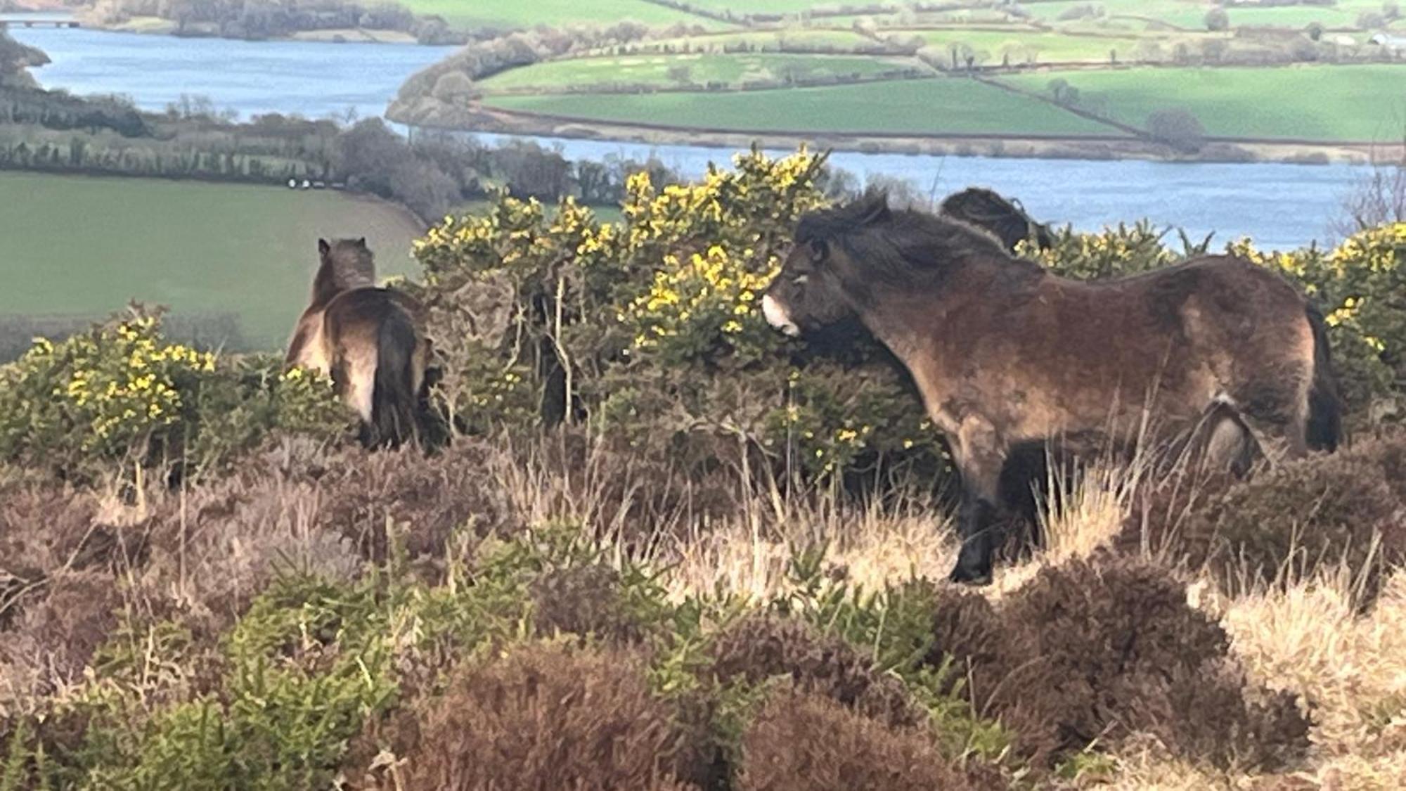 Exmoor Bnb In Withypool On Two Moors Way Екстер'єр фото