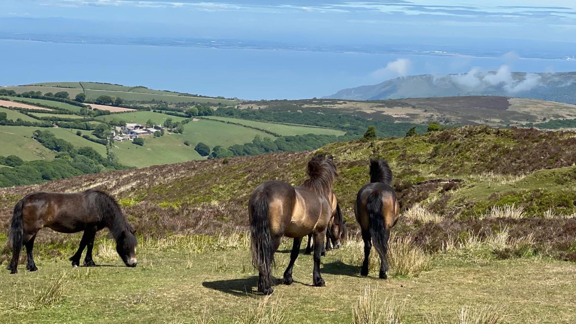 Exmoor Bnb In Withypool On Two Moors Way Екстер'єр фото