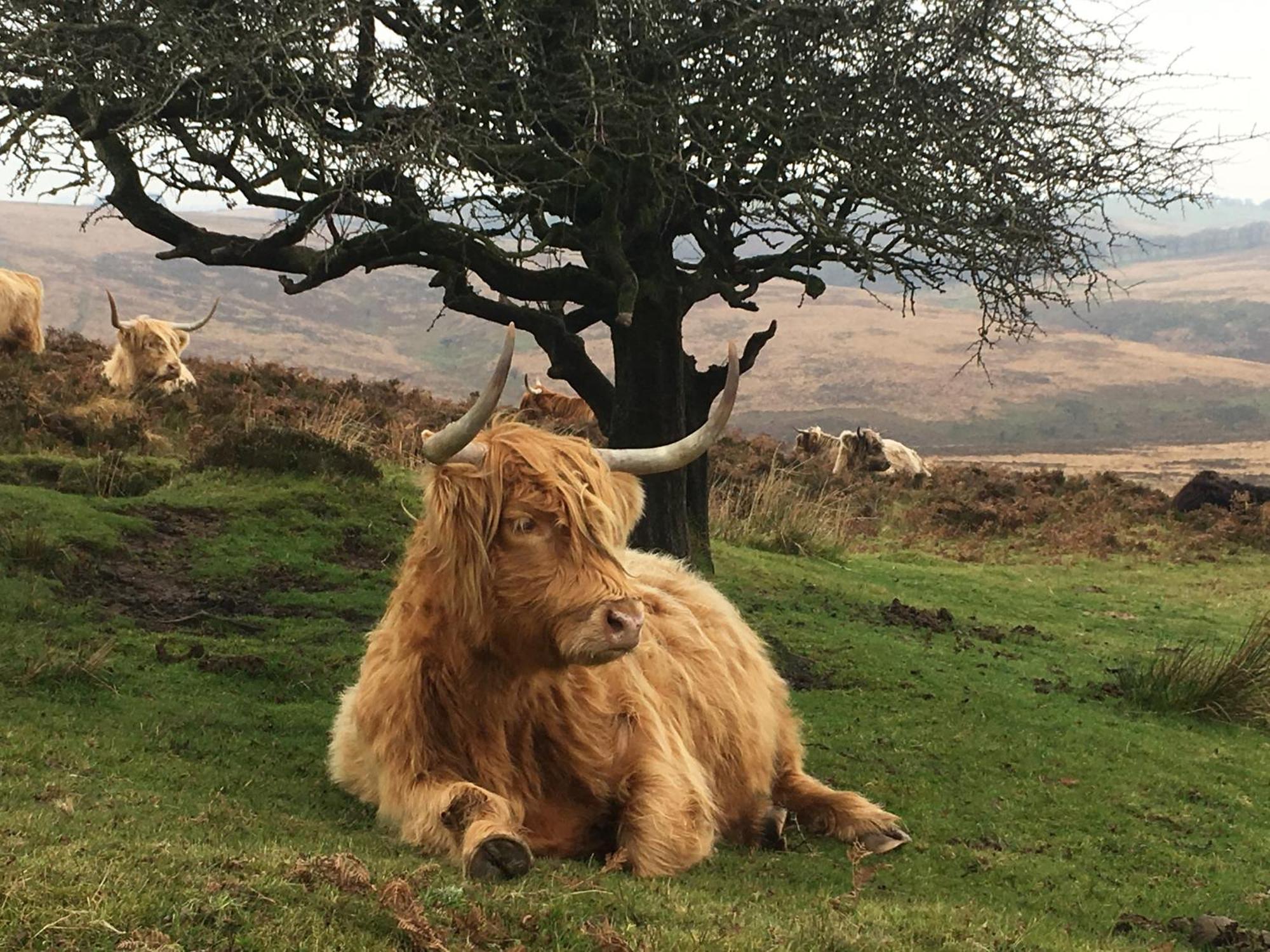 Exmoor Bnb In Withypool On Two Moors Way Екстер'єр фото