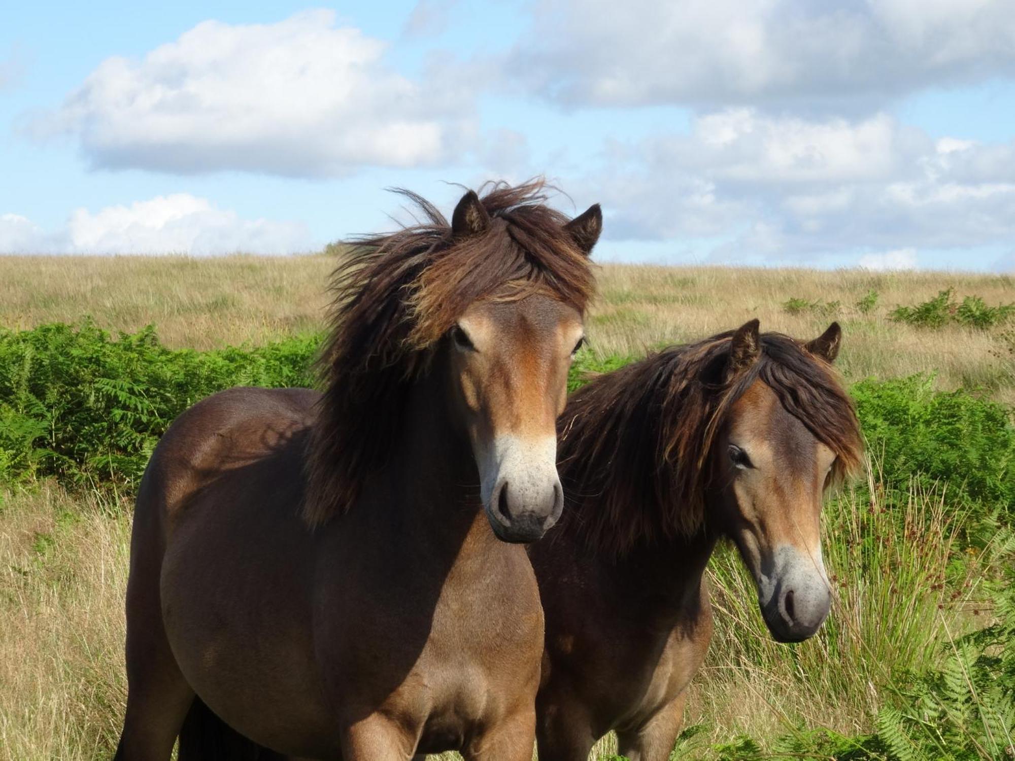 Exmoor Bnb In Withypool On Two Moors Way Екстер'єр фото